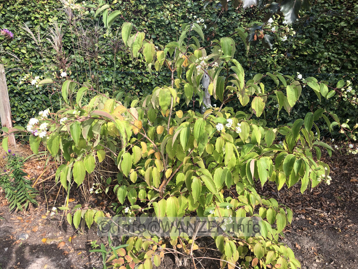 Heptacodium miconioides 001.JPG